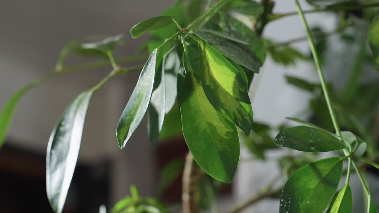 Indoor close up of vibrant green plant leaf gently dusted with delicate snow crystals resting on slender stem against softly blurred interior backdrop illuminated by natural light