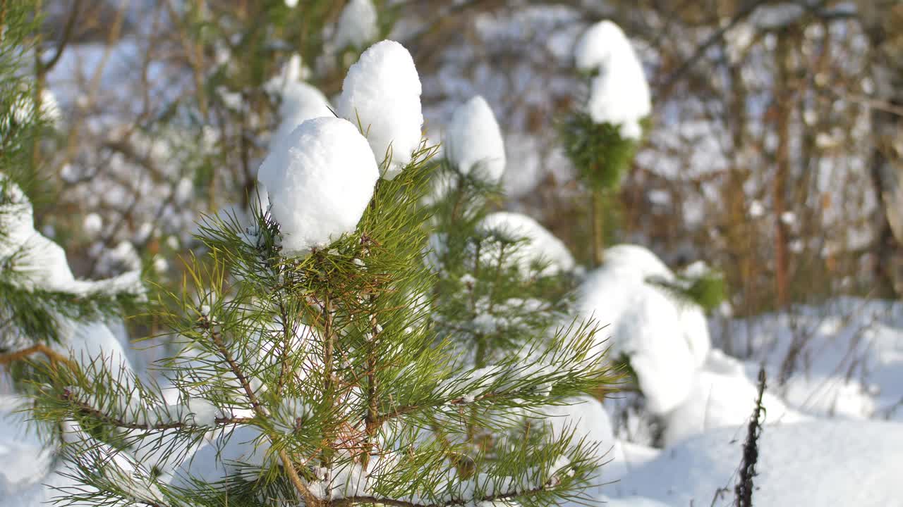 la nieve en un día soleado se encuentra en ramas de pino