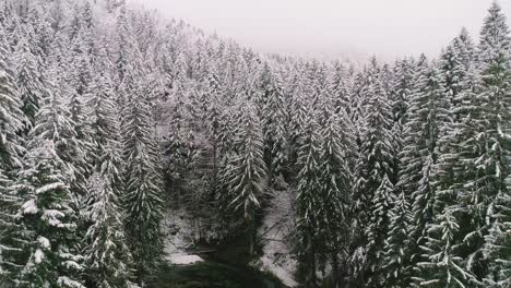 Revealing-shot-of-small-lake-and-wooden-hut-through-forest-covered-in-snow