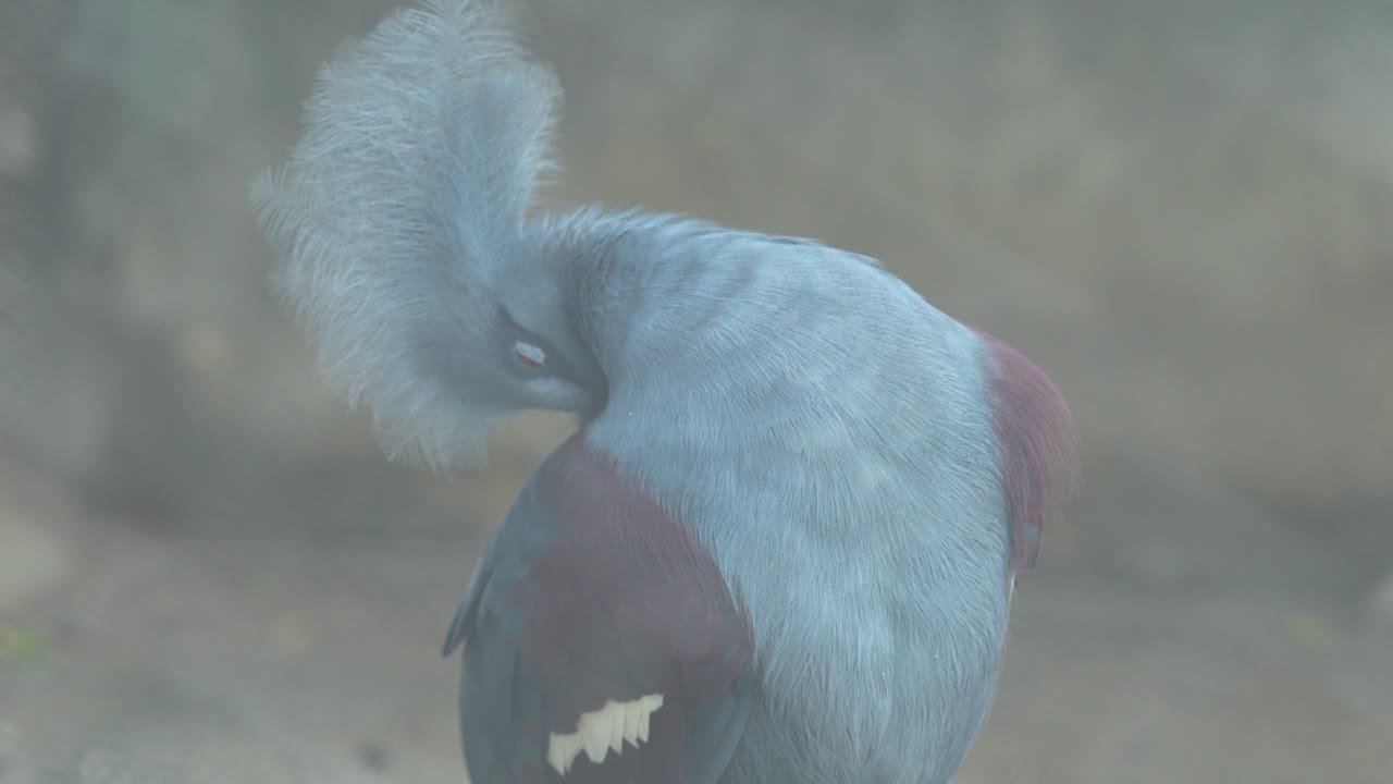 Die westliche Krontaube im Zoo.