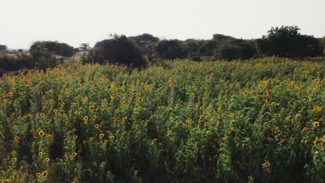 Sonnenblumenfarm-Bei-Sonnenuntergang-Mit-üppigen-Grünen-Blättern-Auf-Einem-Bauernhof-In-Afrika