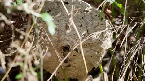 Large-Asian-hornet-swarm-hidden-in-brambles