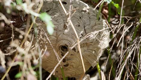 large asian hornet swarm hidden in brambles