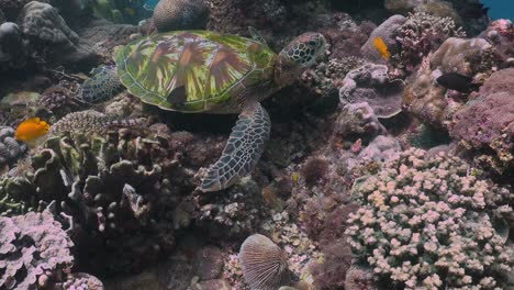 toma en gran angular de tortuga verde sentada en el arrecife de coral acompañada de peces de arrecife