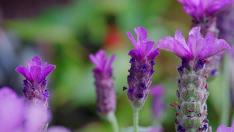 Close-up-of-French-lavender,-Lavandula-stoechas,-growing-in-a-herb-nursery-with-shallow-depth-of-field