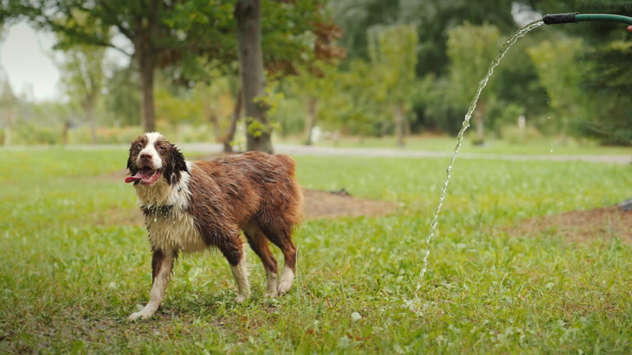 Un cane bagnato si scuote per togliersi l'acqua. Gli schizzi volano in tutte le direzioni.