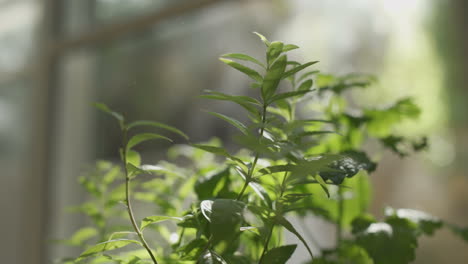 hand pulling out a tea leaf from plant sitting by window