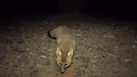 reveal desert fox standing in front of camera, evening, dolly right