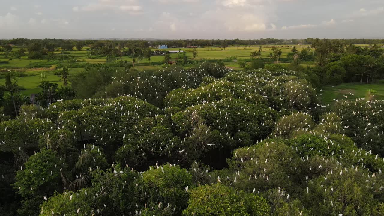 공중 에서 볼 수 있는, 독수리 무리