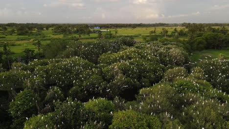 Aerial-view,-flock-of-egrets