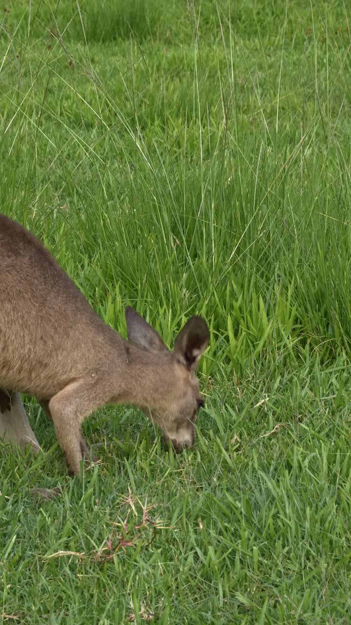 Vertical Shot Of Eastern Grey Kangaroo Feeding In Green Grass In Queensland, Australia