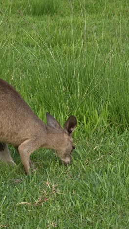 vertical shot of eastern grey kangaroo feeding in green grass in queensland, australia