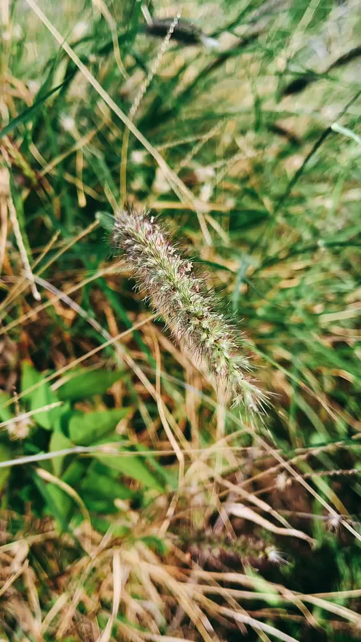 primer plano de la hierba