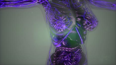 Human-Body-with-Glow-Blood-Vessels