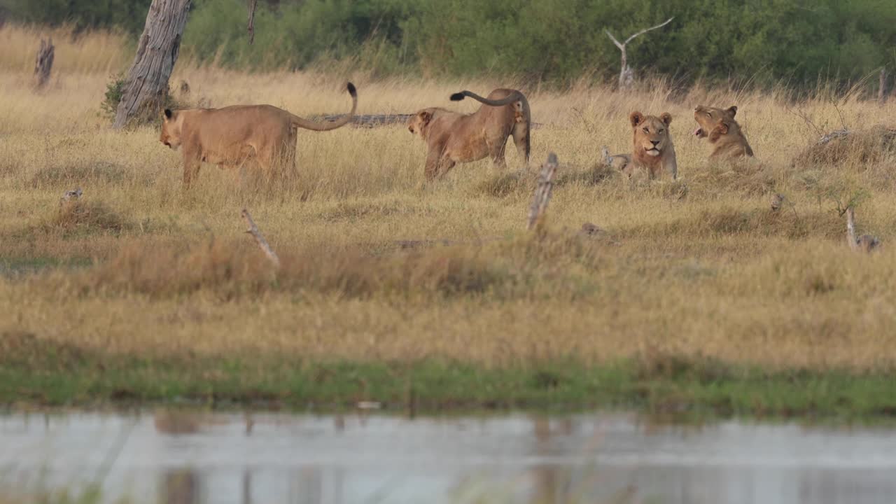 dos leones estirándose y alejándose del orgullo junto al río khwai, botswana