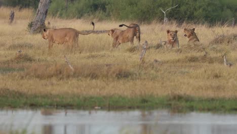 Two-lions-stretching-and-walking-away-from-the-pride-beside-the-Khwai-River,-Botswana