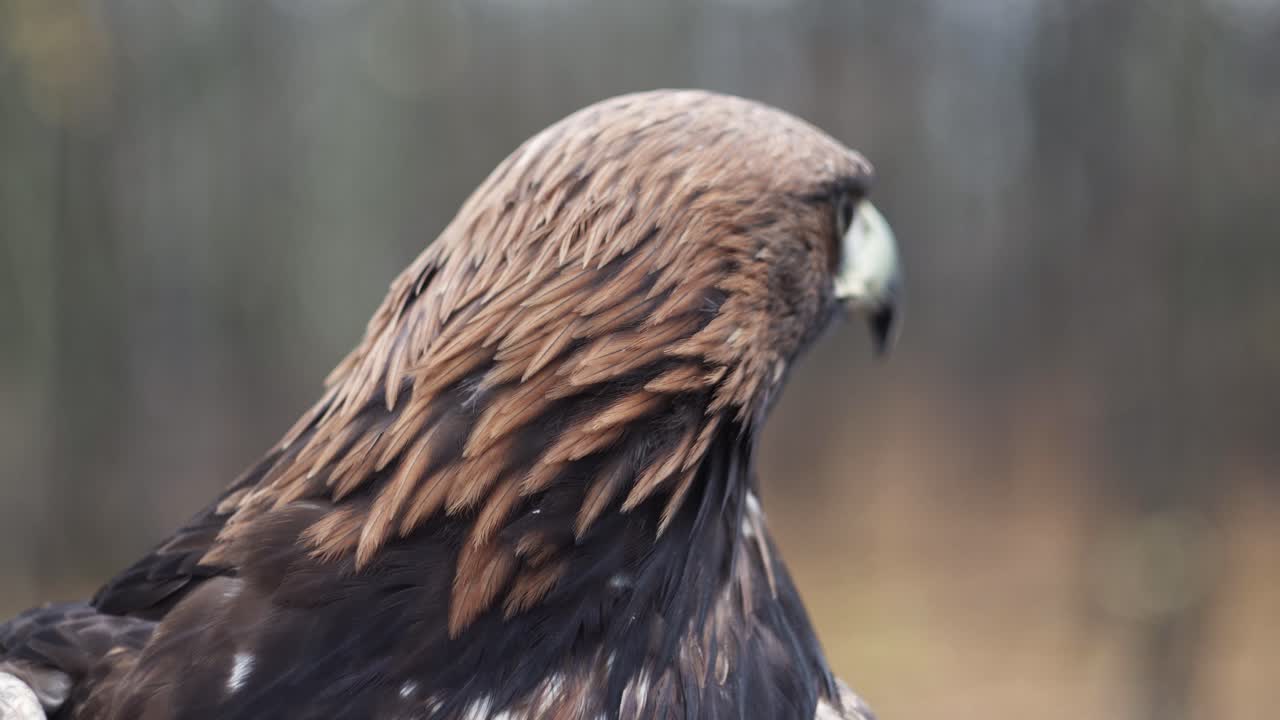 cabeza de águila dorada, primer plano de pico y ojo, bosque en el fondo, vista lateral estática