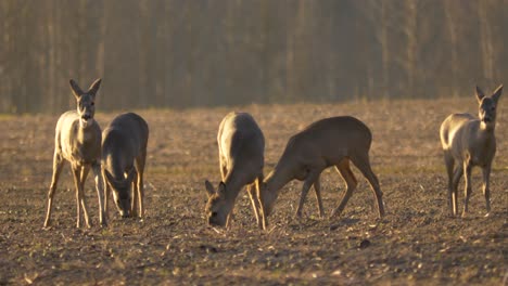 herd pack of cute deer peacefully grazing an empty field on a golden morning - medium long shot