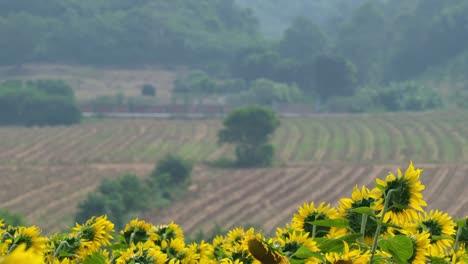 Hermoso-Paisaje-Con-Un-Campo-De-Girasoles-En-Primer-Plano-Y-Tierras-De-Cultivo,-Girasol-Común-Helianthus-Annuus-Y-Tierras-De-Cultivo,-Tailandia