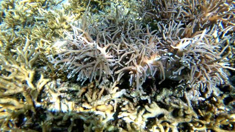 Underwater-view-of-soft-corals-on-the-top-of-hard-corals-in-reefs-from-Oslob-Cebu,-Philippines