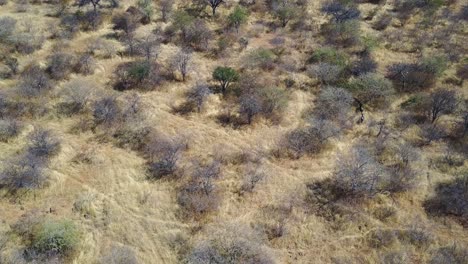 blue wildebeest running through trees in arid botswana savanna, aerial top view