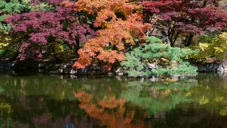 orange, red green trees bent over the chundangji pond and reflected in green water like in mirrror