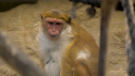 A-funny-looking-Bonnet-monkey-feeding-on-human-trash-in-southern-India