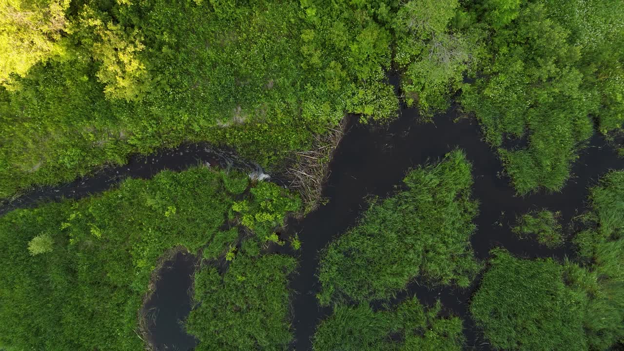 Drone looking straight down at a beaver dam on a small creek in boreal forest, then ascending to reveal more of the winding waterway, trees, and surrounding landscape in summer
