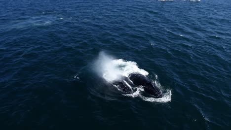 testigo del poder y la gracia de una enorme ballena que rompe la superficie