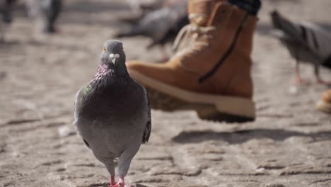 pigeon walking on a square in 180 fps slow motion, with a man boot stepping in the frame