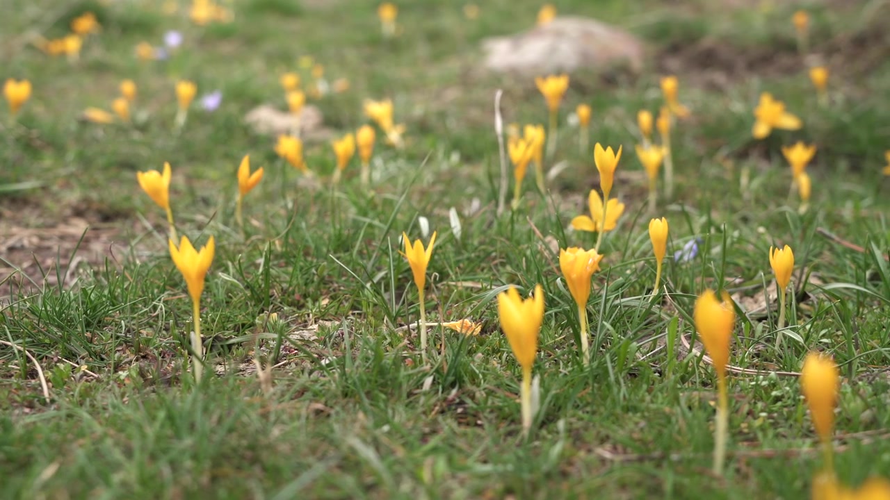 Field of Yellow Crocus Flowers Blooming in Spring