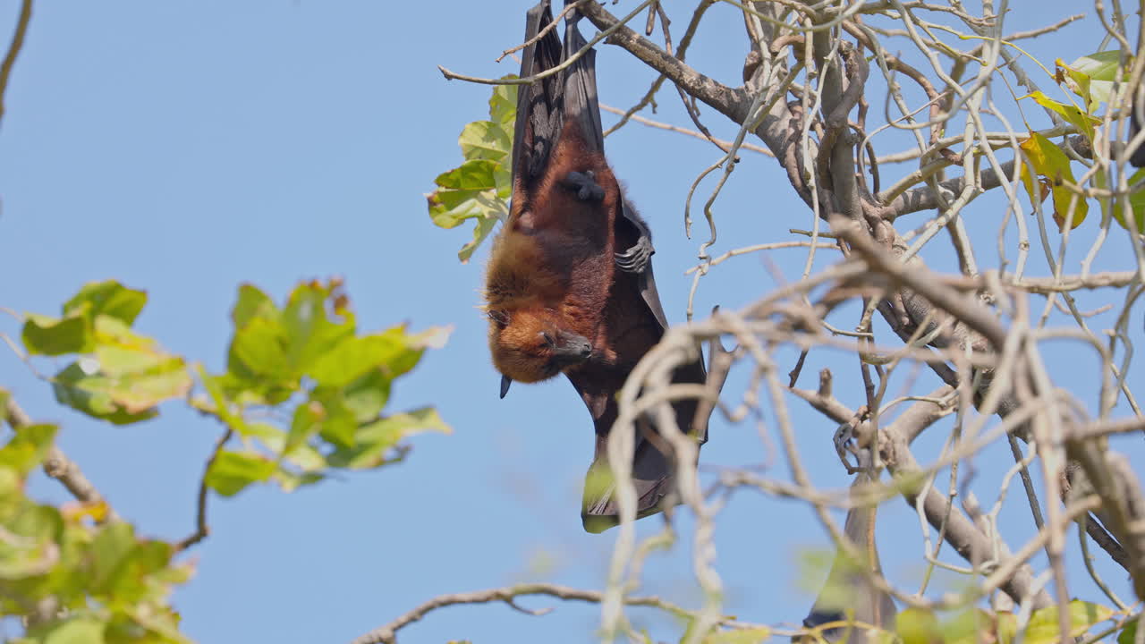 An Indian male flying fox hanging upside down from the tree branch during sunny day in keoladeo bird sanctuary, India, close up shot.