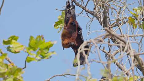 an indian male flying fox hanging upside down from the tree branch during sunny day in keoladeo bird sanctuary, india, close up shot.