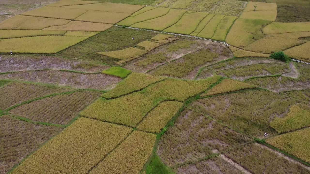 drone sobre la plantación de arroz de trigo amarillo y el resto del campo de cosecha