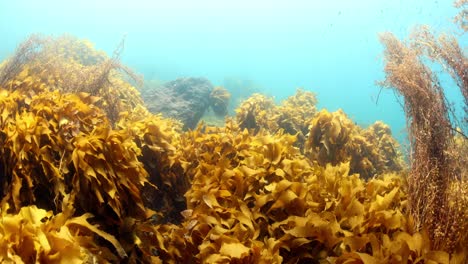 kelp moving in the poor knights islands