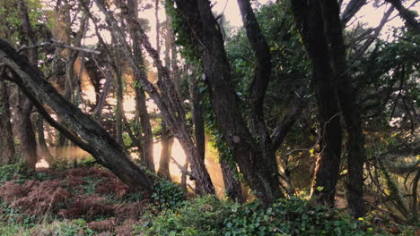 la cálida luz del sol se filtra a través de densos árboles y matorrales.