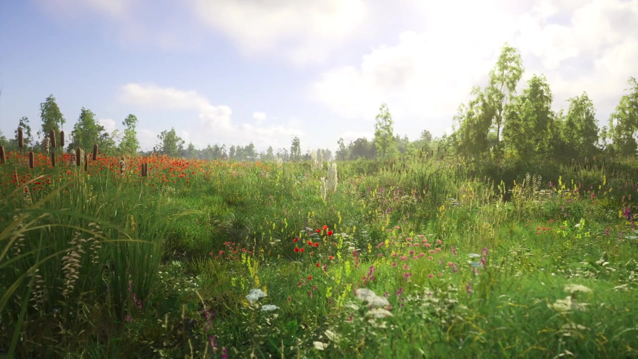 Sundrenched field teeming with diverse plants and insects thrives