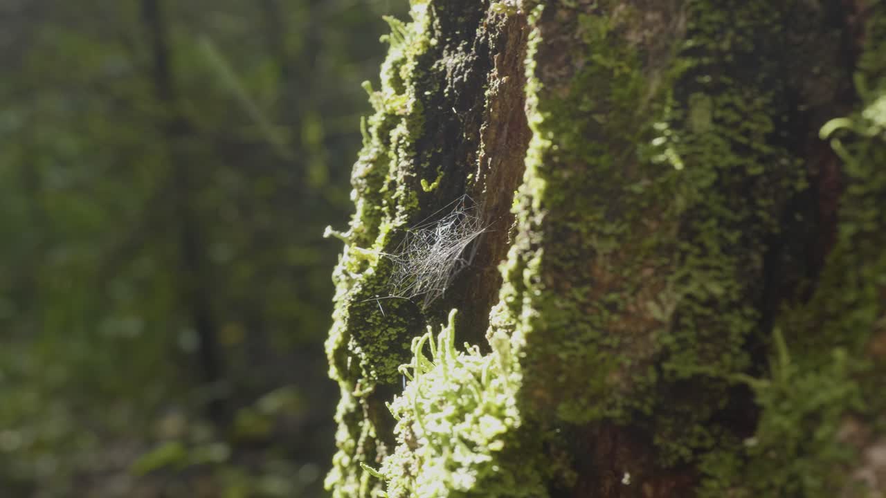 tronco de árbol cubierto de musgo en el bosque