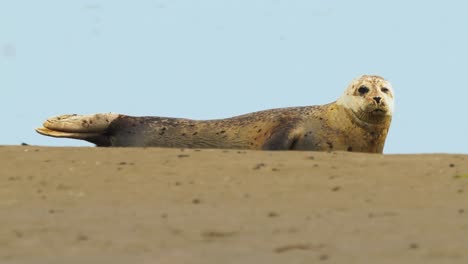 Ganzkörperansicht-Eines-Phoca-Vitulina-Robbenwelpen,-Der-An-Einem-Sonnigen-Tag-Am-Ufer-Ruht-Und-Auf-Die-Kamera-Starrt