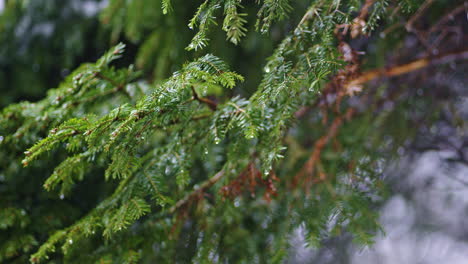 close-up of rain-soaked evergreen branches swaying gently in the breeze