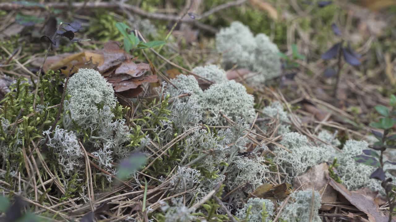 Mossy forest ground full of spikes and fallen tree, close up handheld view
