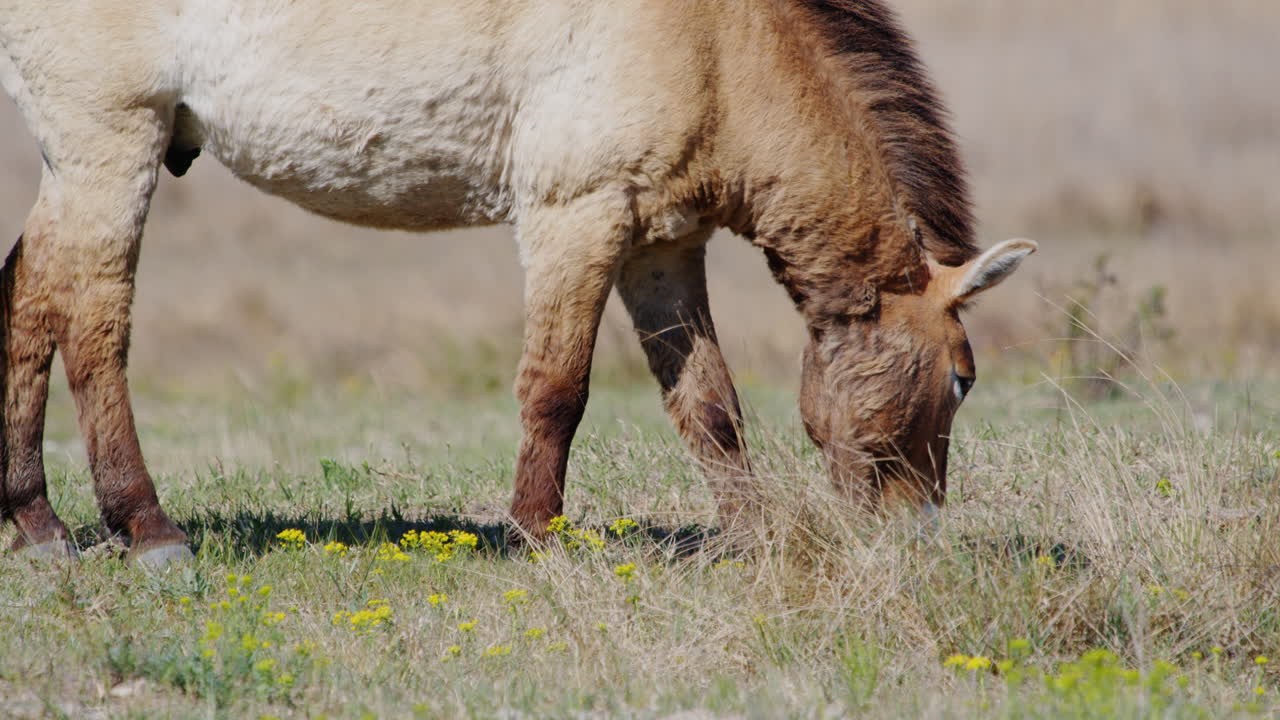 el caballo salvaje de przewalski pastando y de pie en la pradera.