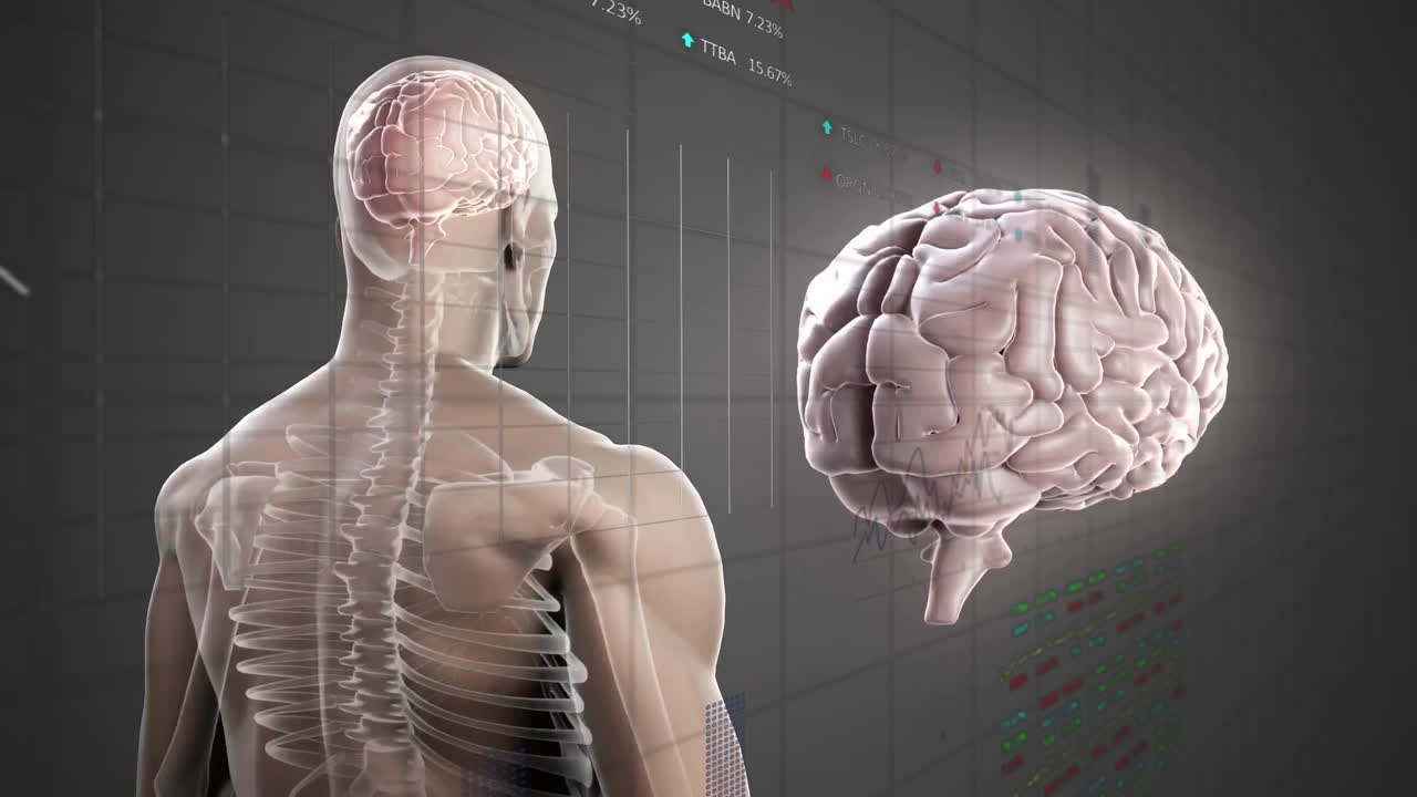 Animation of human anatomy with brain and spinal cord over financial data graphics