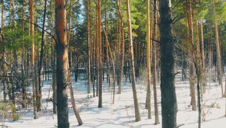 motion-from-lively-highway-between-thin-pine-tree-trunks