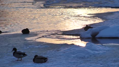 the ducks bathed in a frozen river