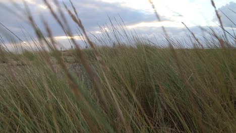 Zweige-Im-Wind