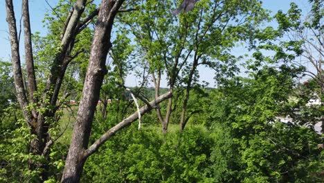 Raubvogel-Falke-Falke-Thront-In-Freier-Wildbahn