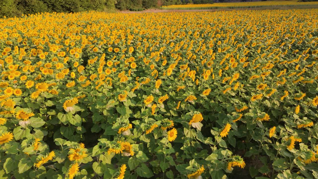 Orbital drone shot above the sunflower fields in a countryside in Valderama, in the province of Burgos in Spain.