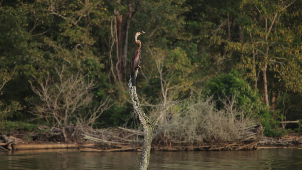 Boat safari on Kabini River featuring an Oriental Darter bird in serene nature