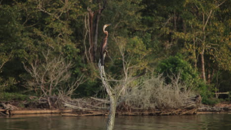 boat safari on kabini river featuring an oriental darter bird in serene nature
